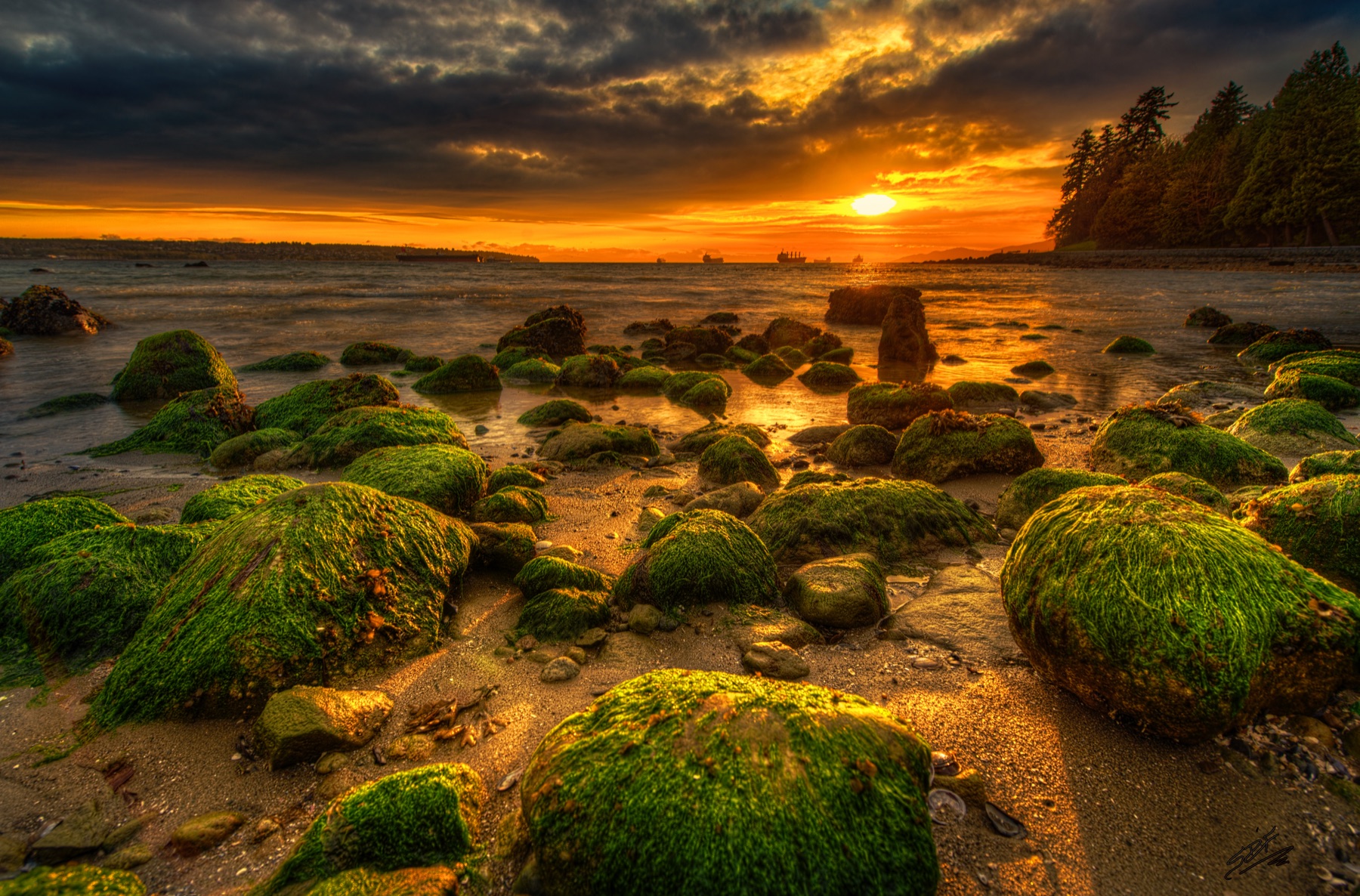Sunset light spreading across a rocky shoreline covered in green seaweed