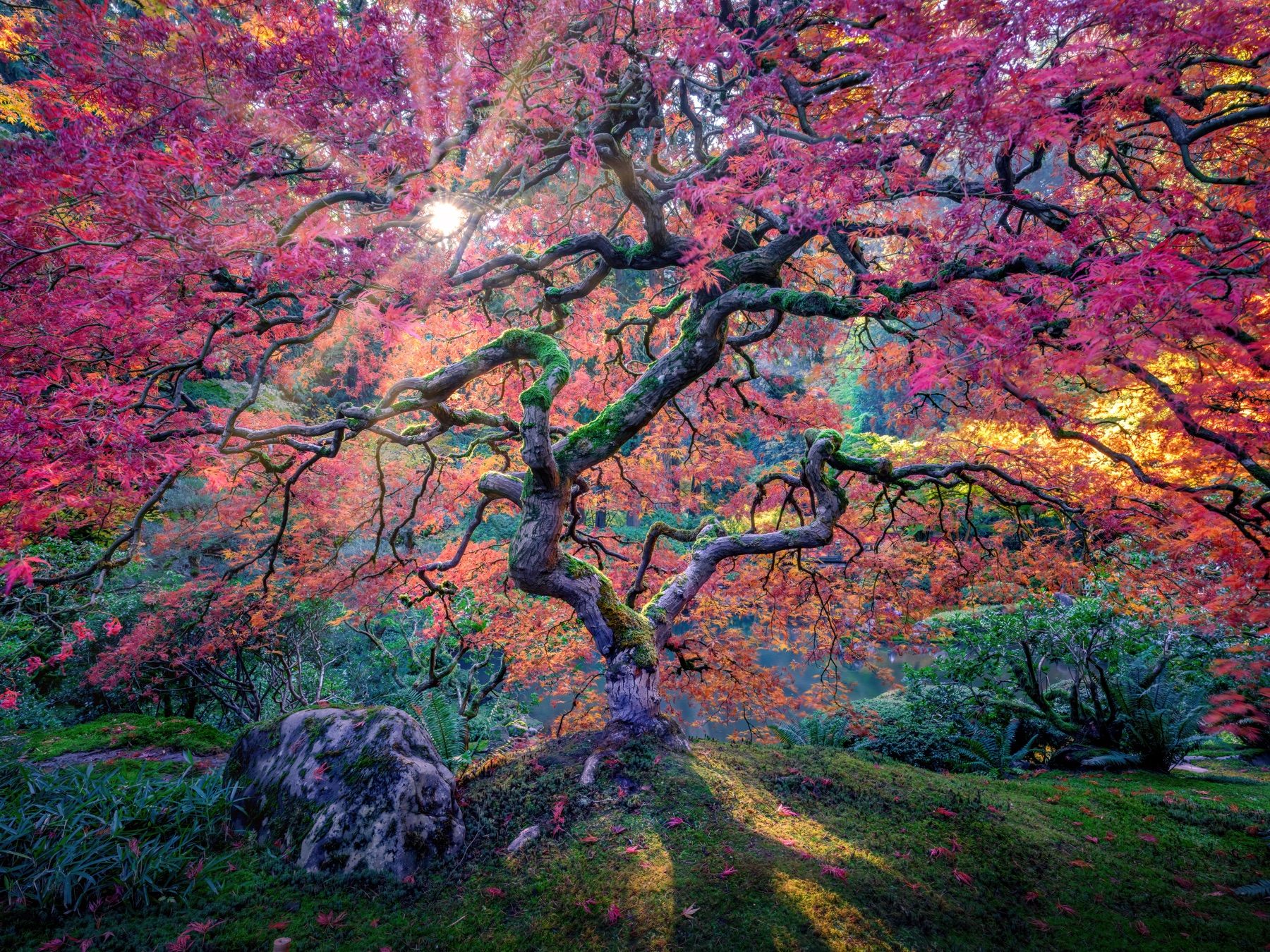 A spreading Japanese maple glowing red and magenta above a shaded garden
